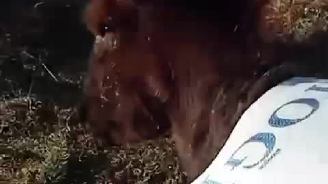 VID-20250624-WA0079
