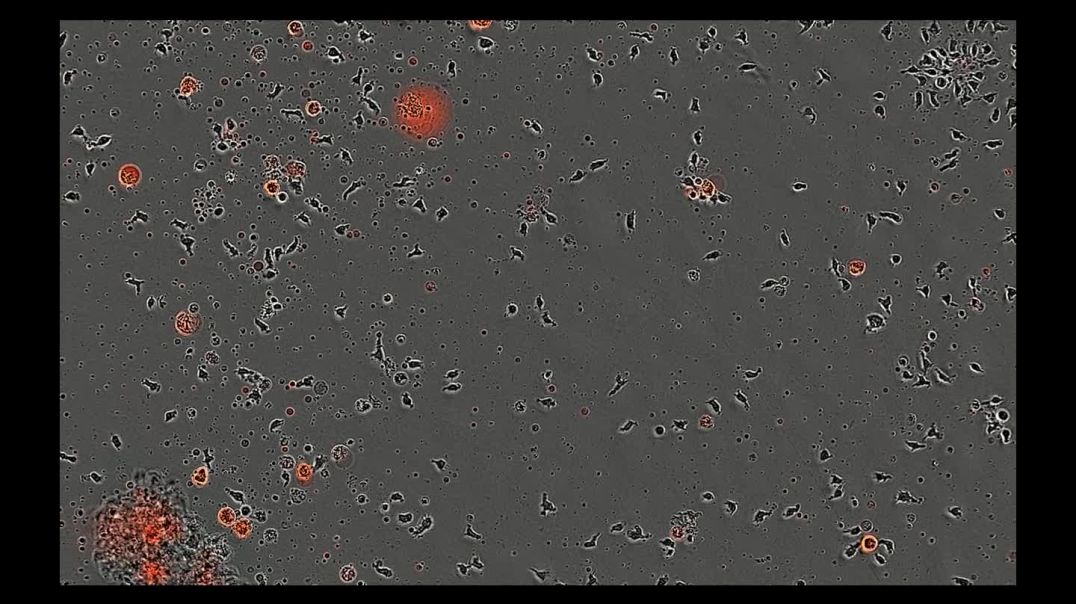 VID-20250725-WA0007