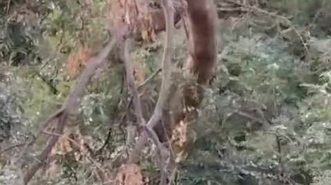 VID-20250828-WA0096