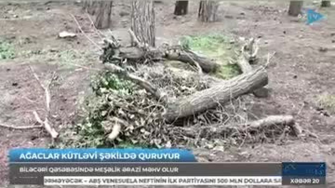 biləcəridə-meşə-məhv-olur-8-aydır-tədbir-görən-yoxdur-vidomon